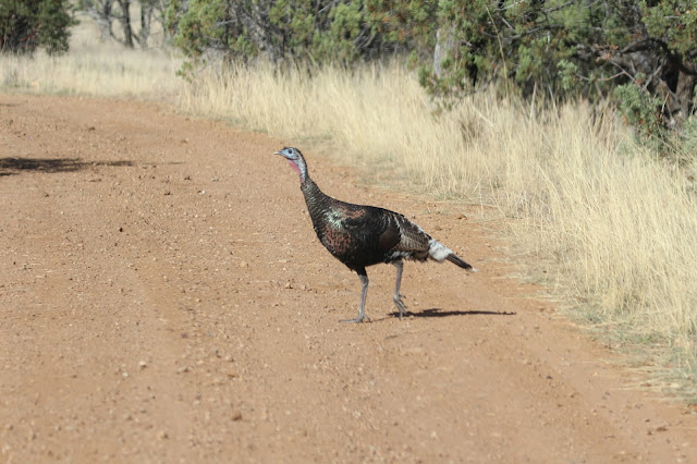 Goulds%2BTurkey%2BHunting%2Bwith%2BAuction%2BTag%2Bin%2BArizona%2Bwith%2BJay%2BScott%2BOutdoors%2Bof%2BColburn%2Band%2BScott%2BOutfitters%2B4.JPG