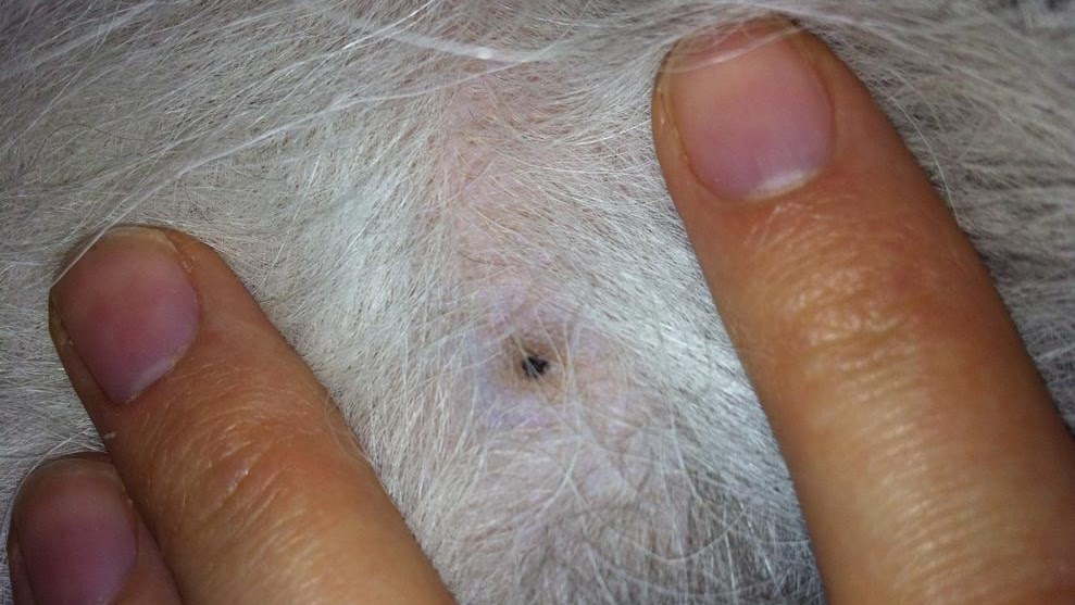 flea bites on dog flea bites on dog