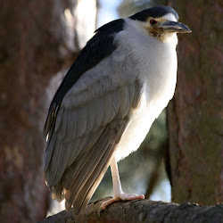 night flying edinburgh zoo bird beak deformities herons colour crossed bill shows
