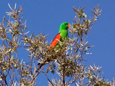 Papagayo ala roja: Aprosmictus erythropterus