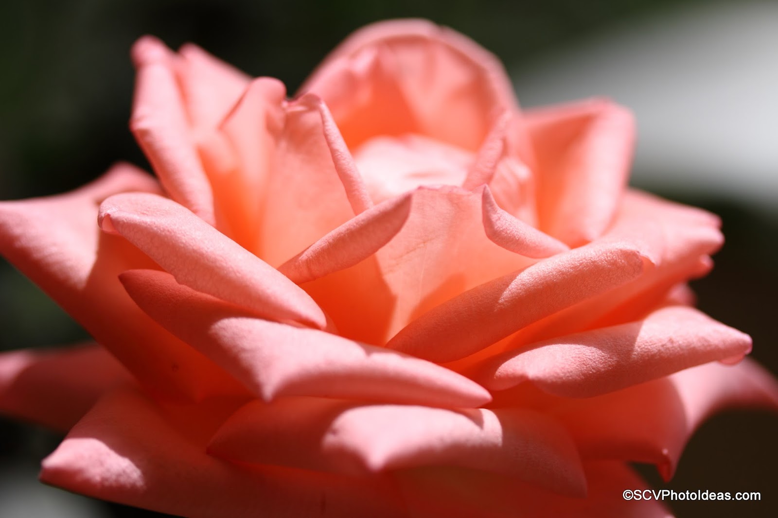 S.C.V. Photography Ideas Playing with Changing Sunlight on Roses