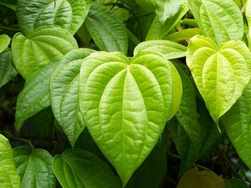 Herbal Remedy Treatments Health Benefits of Buyo (Betel Leaf)