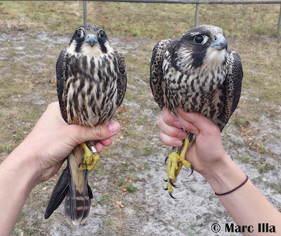Falco subbuteo & Falco peregrinus