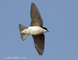 flight swallow tree birds swallows florida tips spring photographing birding bunch central erratic fields challenge photograph stokes