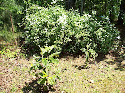 Japanese Plum Trees