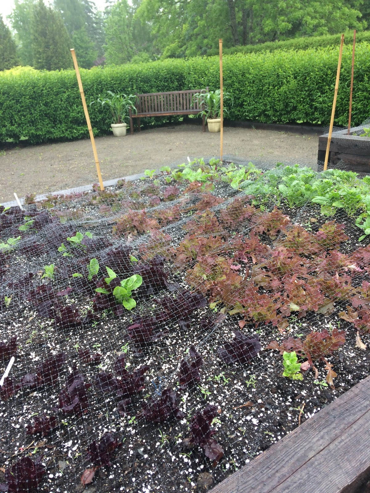 Heidi in the garden 2017