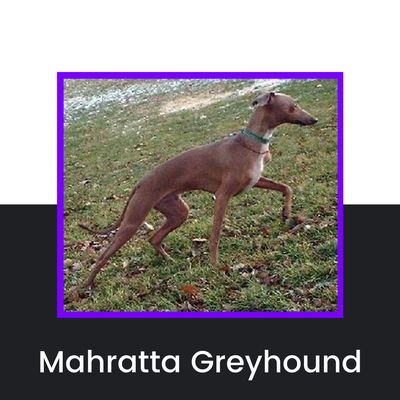 Mahratta Greyhound Dog