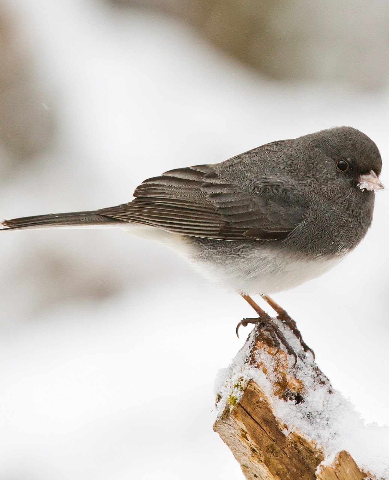 Picture of a junco bird. Picture of a junco bird.