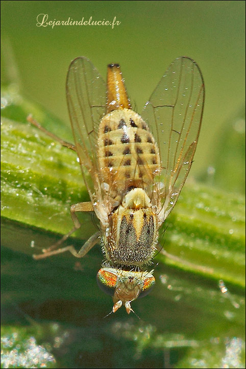 Terellia serratulae, petite mouche liée aux Cirses.
