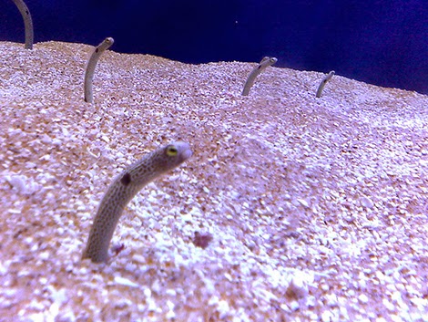 garden eel care