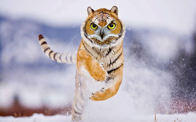 Photoshopped Animals