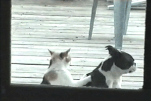 Gatos melhores pets