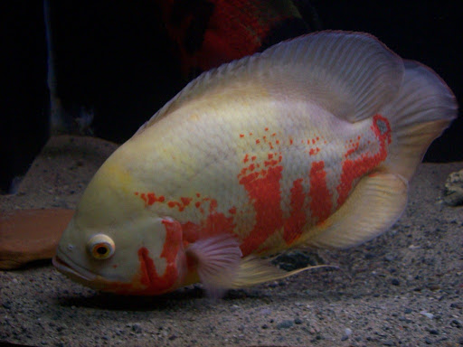 Ikan Oscar atau Oskar ini yaitu salah satu  Jenis Jenis Ikan Oscar, Ikan Predator dari  America Utara 