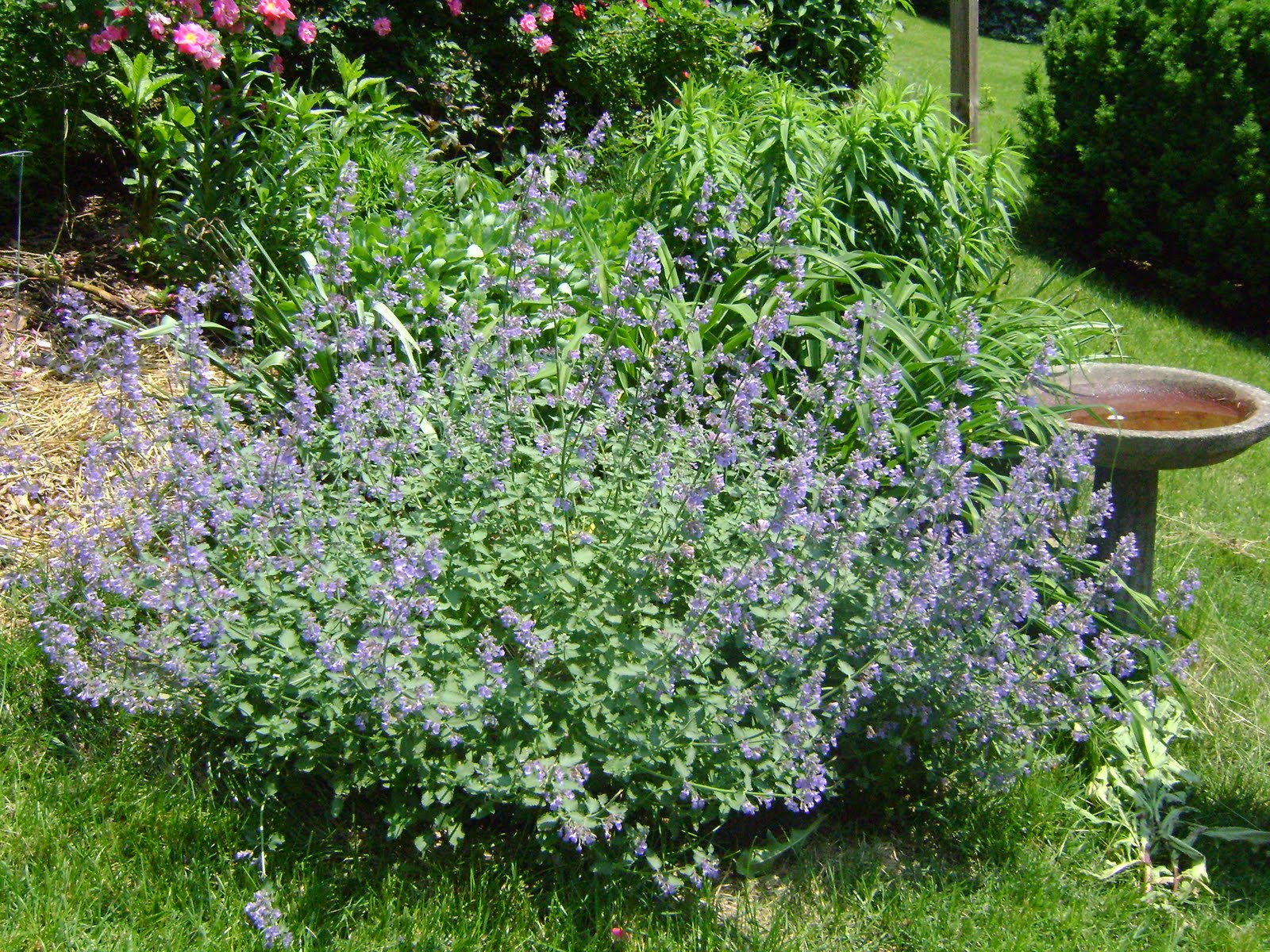 Kim's Flower, Fruit, and Vegetable Garden