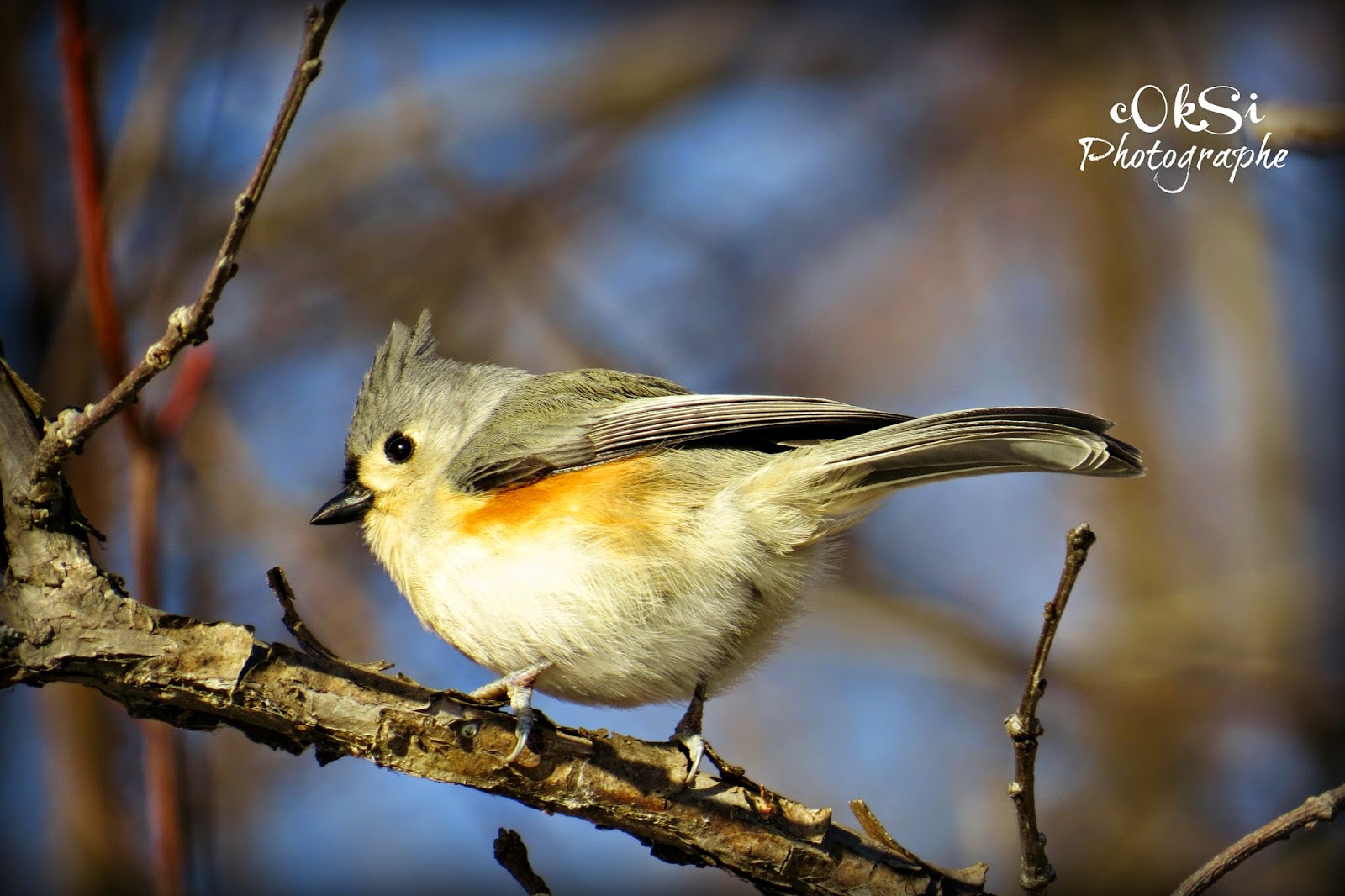 cOkSi Photographe Mésange bicolore (oiseau rare