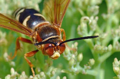 Just One Point Of View Justonepov Com To Kill A Cicada Killer Wasp