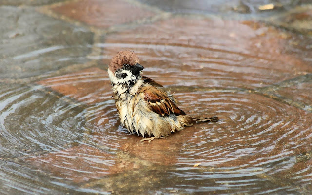 Wallpaper of a bathing sparrow