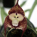 The Orchid with the Face of a Monkey!