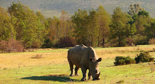 Big five, animals. afrika, africa, Big five, animals. afrika, africa, Büffel, elefanten, leopard, löwen, nashorn,Cecil,