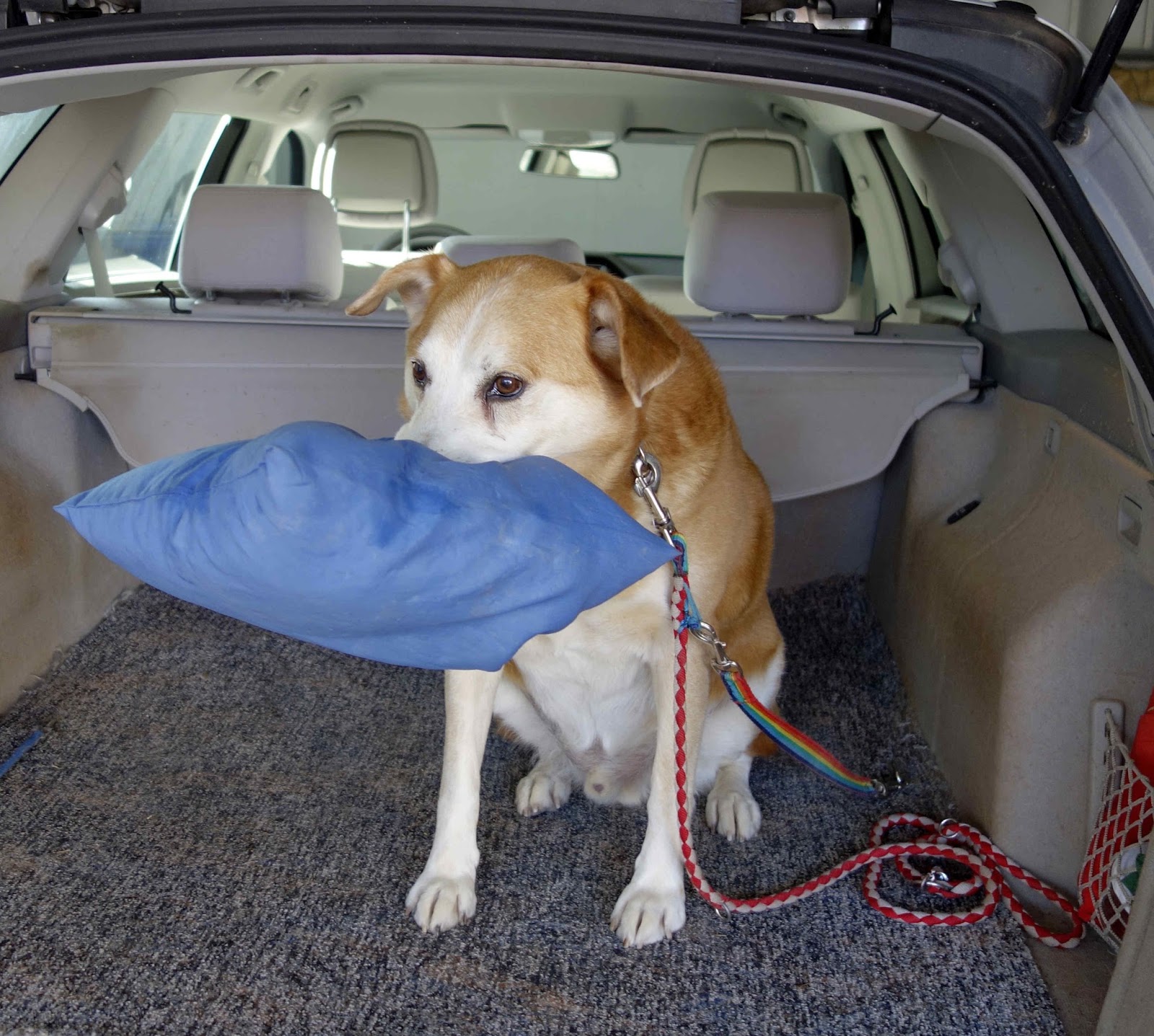 ProTier Der Hund als SuperCoach für die Gesundheit und idealer Anti