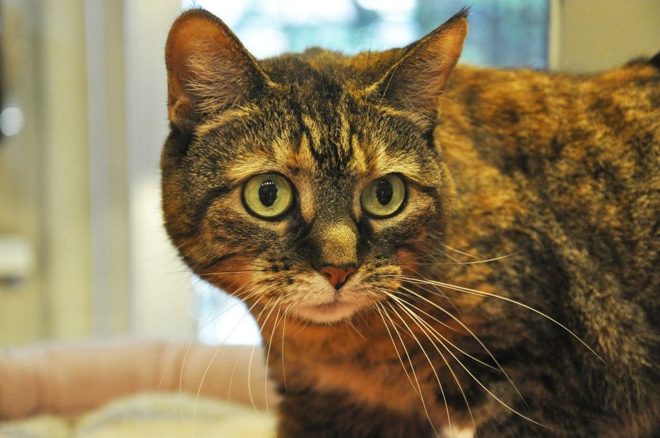 animal-endocrine-clinic-managing-hyperthyroid-cats-that-become
