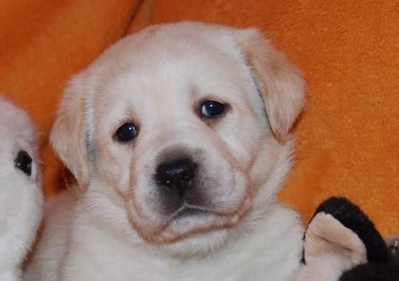 Allevamento Labrador Retriever In Sicilia Cuccioli Labrador