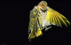 flicker shafted yellow female birds bird flying shines sun previous