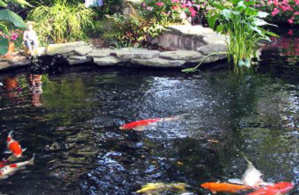 agar tidak mati, bagi pemula, cara budidaya ikan koi lengkap, cara memelihara ikan koi di kolam terpal, Koi, agar tidak mati, bagi pemula, cara budidaya ikan koi lengkap, cara memelihara ikan koi di kolam terpal, Koi,