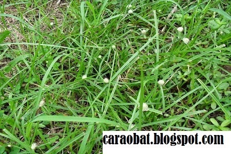 Manfaat Dan Khasiat Rumput Teki Bagi Kesehatan - Obat Tradisional