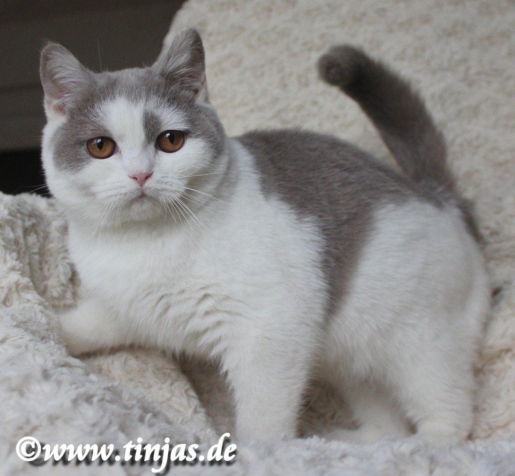 Britisch Kurzhaar (BKH) Kitten und Britisch Langhaar Katzenbabys Britisch Kurzhaar Kater in