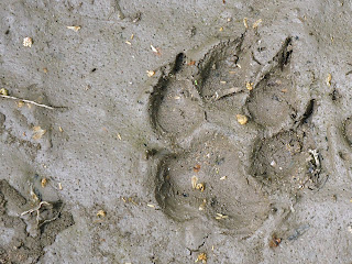Dog print in mud