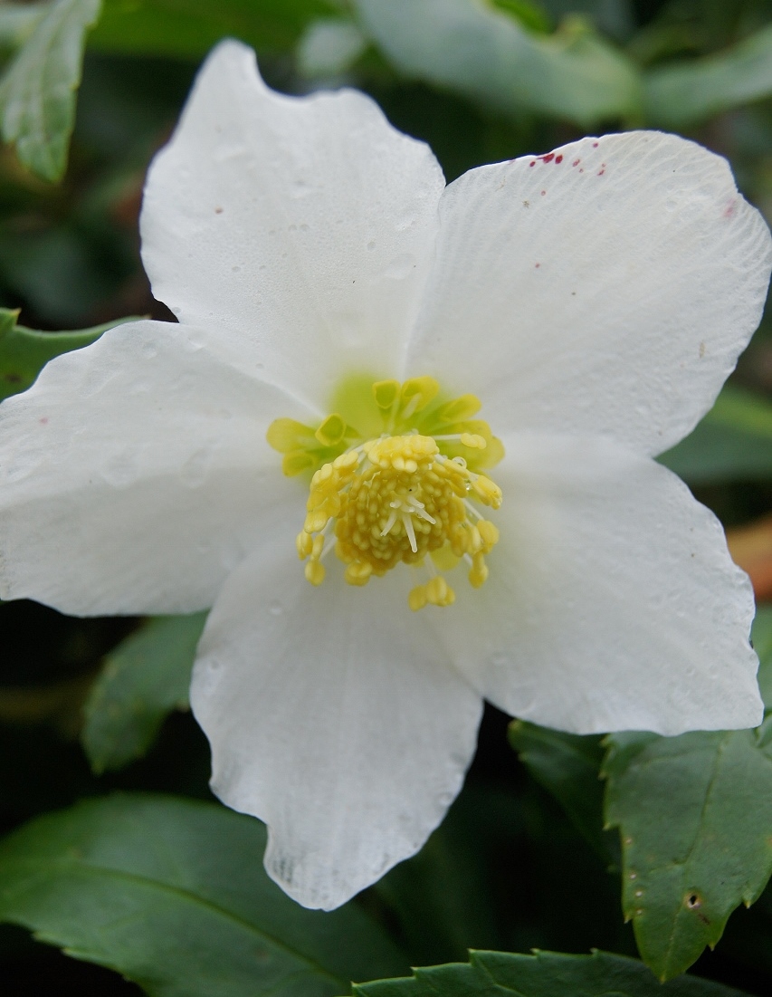 Mejrams! Julros Helleborus Niger!