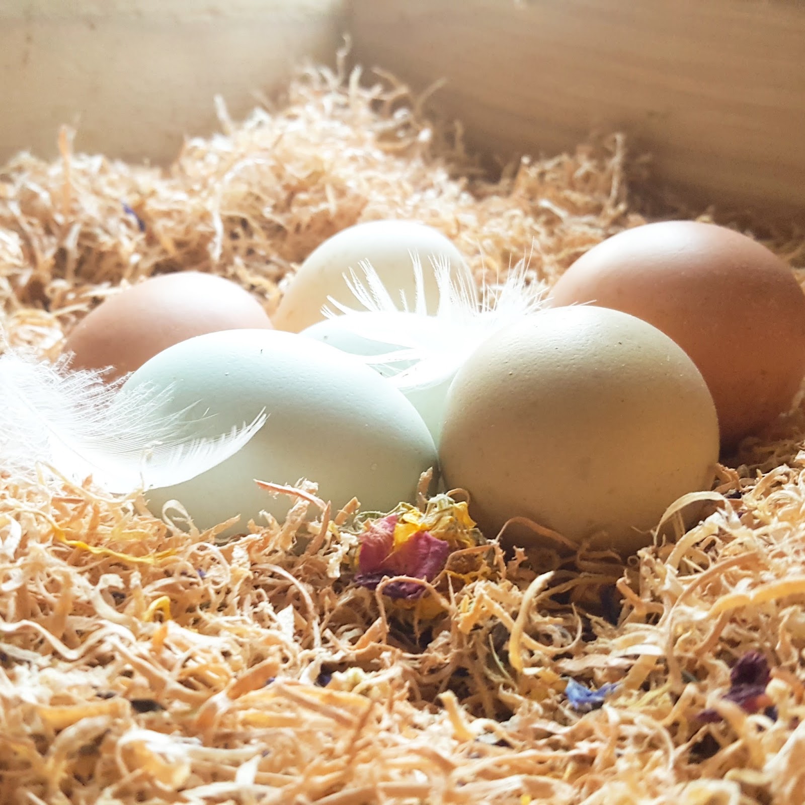 Eggshell Anatomy:  A Closer Look At Nature'S Perfect Package - gplrnfb