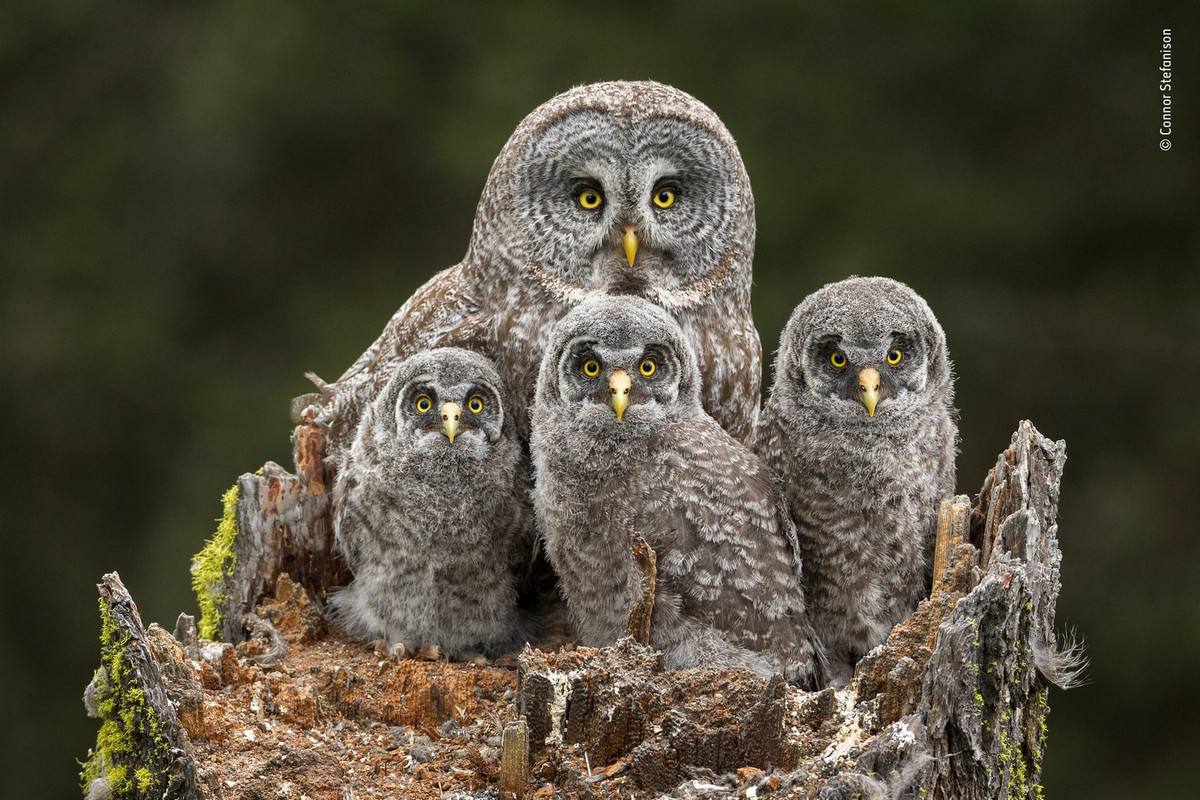 Best Wildlife Photos on the LUMIX People's Choice Award 2018-19 Best Wildlife Photos on the LUMIX People's Choice Award 2018-19