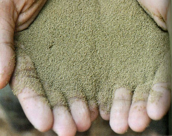 Sesuai Kan Pakan Dan Umur Ikan Bawal | PoultryShop Indonesia