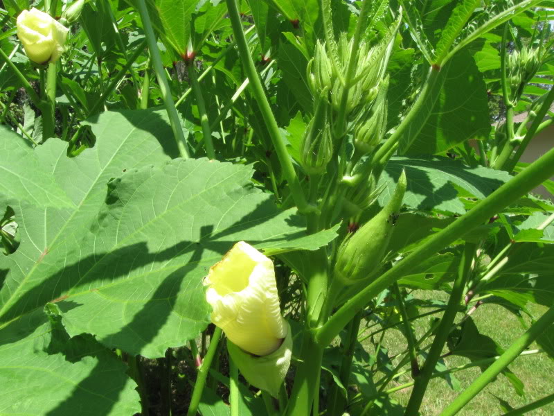 Growing Food in Florida What to do with overgrown okra