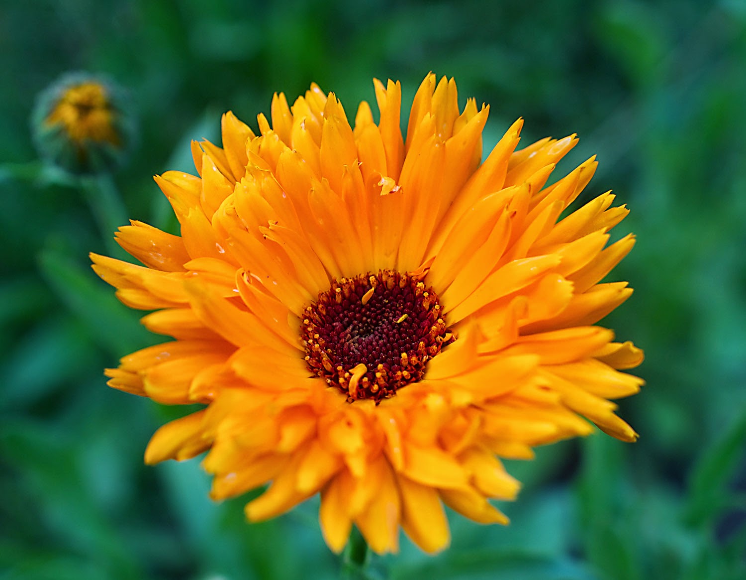 Im Garten und am Wegesrand: Juli 2014