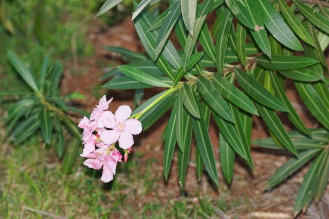 Flora de Puerto Rico Ilustrada Papo Vives: FLORES DR JOSE MAR MUT PARTE III