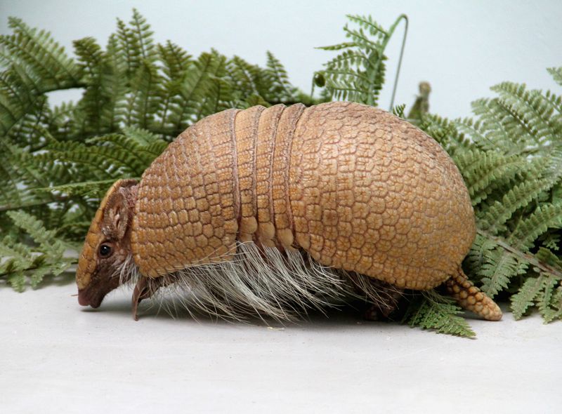 Baby Animals: A rare Southern Three-Banded Armadillo - Pup 11