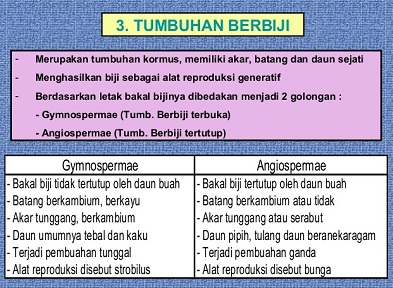 Hasil gambar untuk gymnospermae dan angiospermae