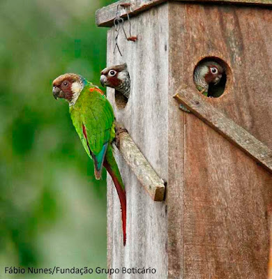 Periquito-cara-suja (Pyrrhura griseipectus) é o psictacídeo mais ameaçado das Américas. Foto: Fábio Nunes/Fundação Grupo Boticário Periquito-cara-suja, Pyrrhura griseipectus, Gray-breasted Parakeet, tiriba-de-peito-cinza, extinção, aves ameaçadas, aves do brasil, animais ameaçados de extinção, birds, periquito, tiriba, pássaros do brasil, pássaros, natureza, blog natureza e conservação, wildlife, nature, picture birds, aves da caatinga, aves da mata atlântica