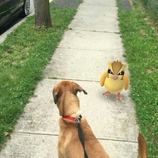 Καταφύγιο αδέσποτων χρησιμοποιεί το Pokemon Go για να μαζέψει εθελοντές και δουλεύει άψογα!! καταφύγιο αδέσποτων Pokemon Go