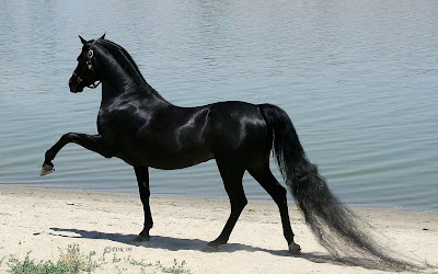 حصان عربي اصيل اسود حصان عربي اصيل اسود