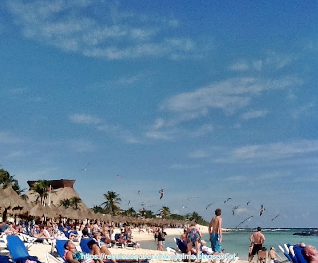 Praia Riviera Maya Pássaros