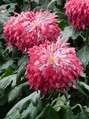 Purple reflex mum Allan Gardens Conservatory 2015 Chrysanthemum Show by garden muses-not another Toronto gardening blog