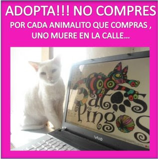 ADOPTA a un GATITO