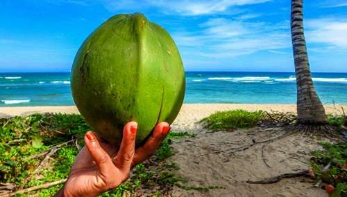 Manfaat Air Kelapa Untuk Rambut Manfaat Air Kelapa Untuk Rambut