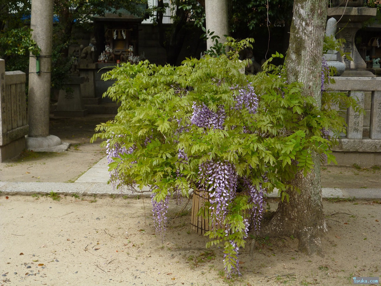 玉造稲荷神社の藤