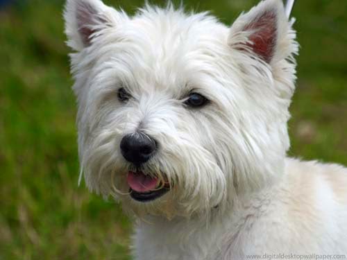 Westies get'small dog syndrome' so will sometimes have an attitude lol