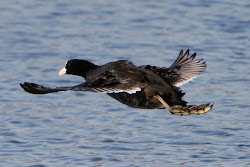 october fly pair feet very